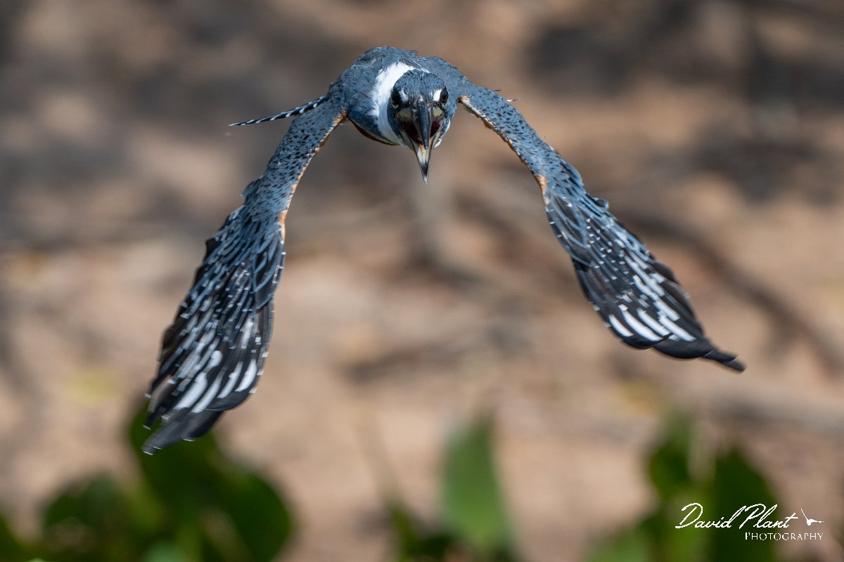 DPPhotography - Pantanal - Ringed kingfisher - AP.jpg - Ringed kingfisher - Rio Sararé, Pantanal, Brazil
