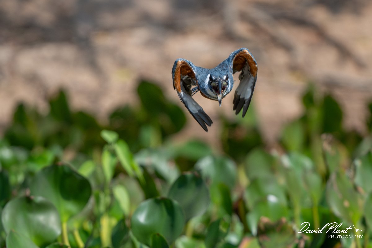 DPPhotography - Pantanal - Ringed kingfisher - AQ.jpg - Ringed kingfisher - Rio Sararé, Pantanal, Brazil