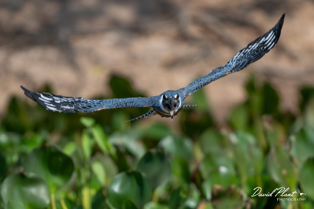 DPPhotography - Pantanal - Ringed kingfisher - AR.jpg - Ringed kingfisher - Rio Sararé, Pantanal, Brazil