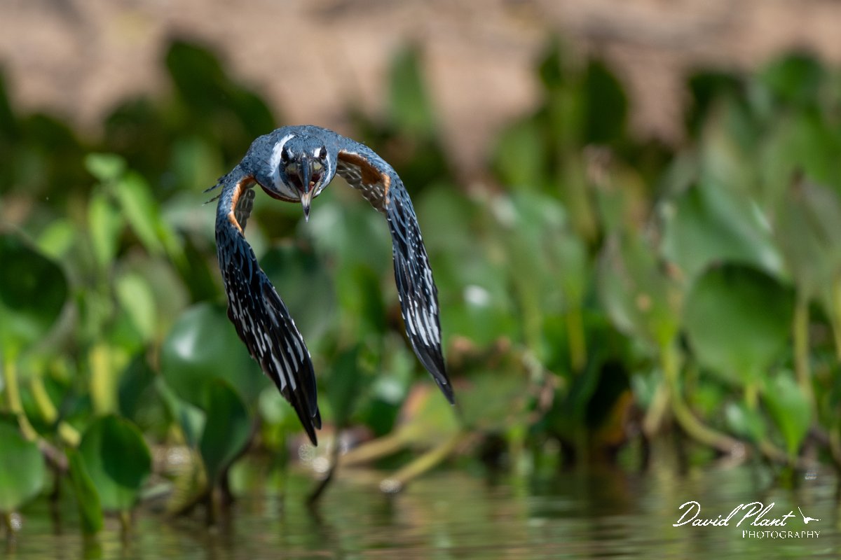 DPPhotography - Pantanal - Ringed kingfisher - AS.jpg - Ringed kingfisher - Rio Sararé, Pantanal, Brazil
