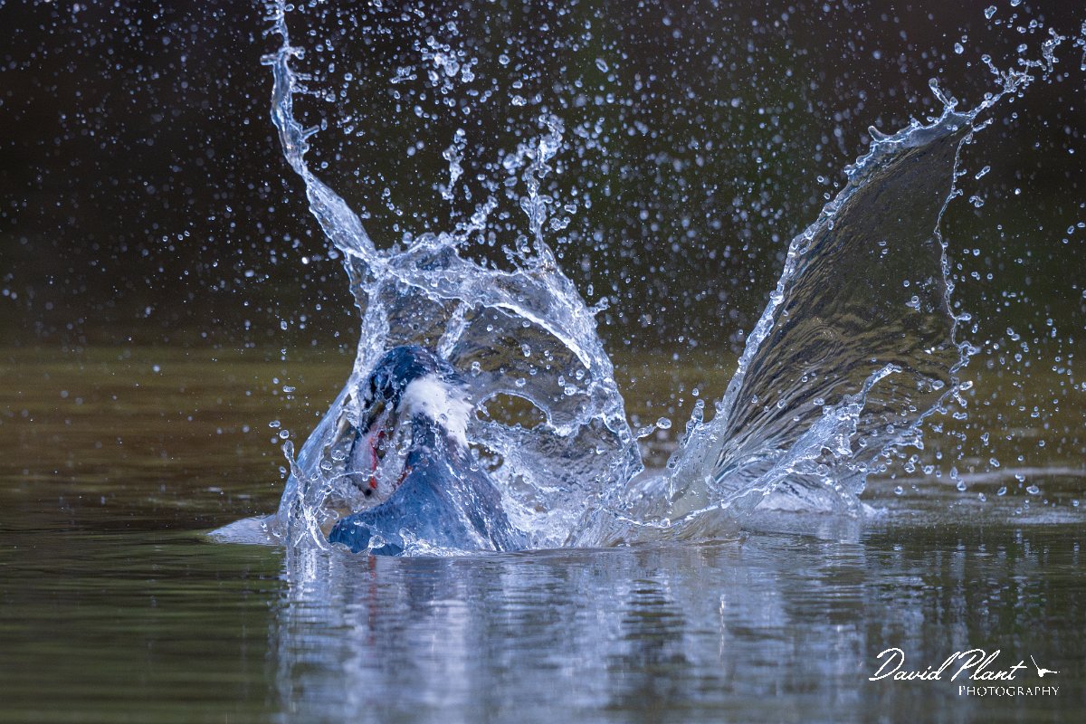 DPPhotography - Pantanal - Ringed kingfisher - AT.jpg - Ringed kingfisher - Rio Sararé, Pantanal, Brazil