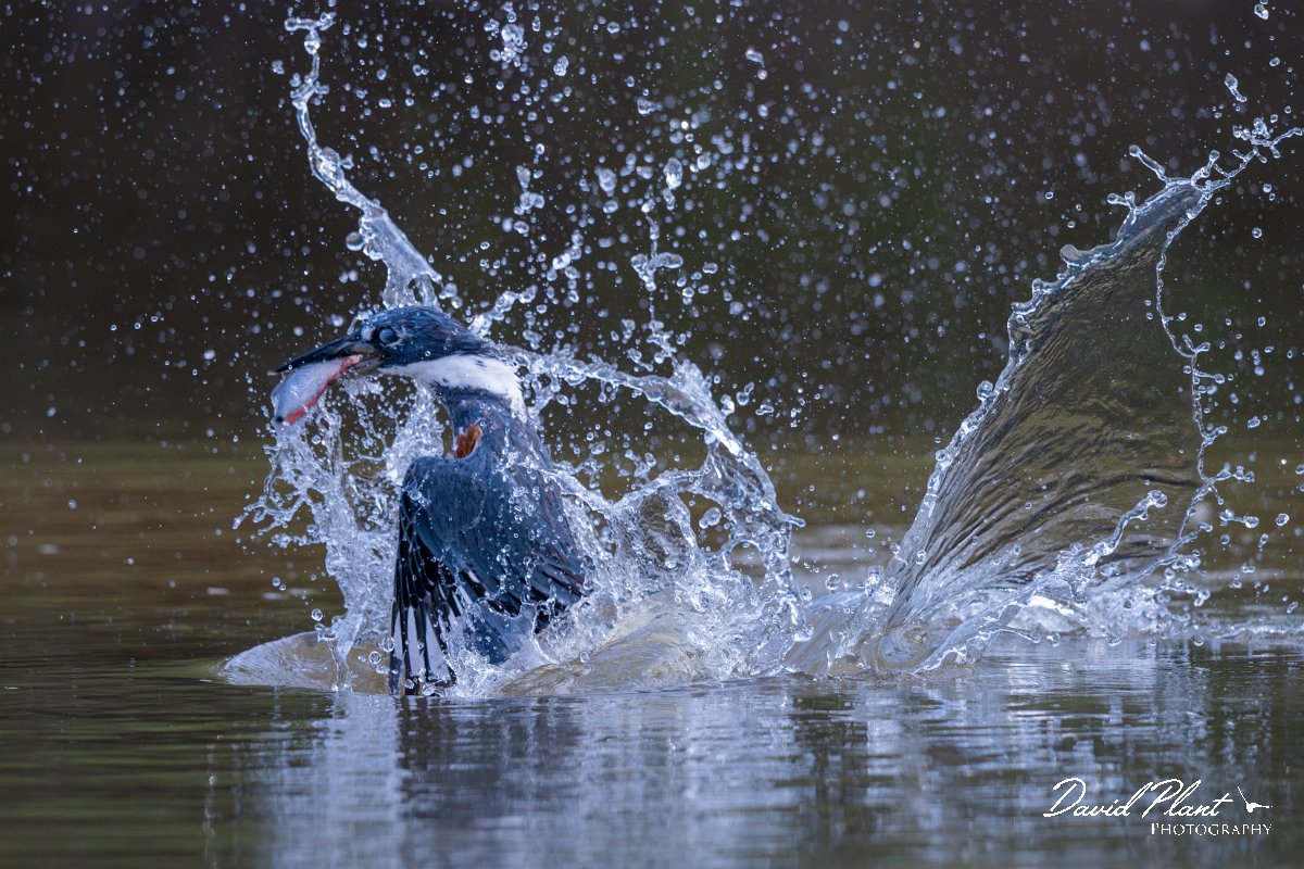 DPPhotography - Pantanal - Ringed kingfisher - AU.jpg - Ringed kingfisher - Rio Sararé, Pantanal, Brazil