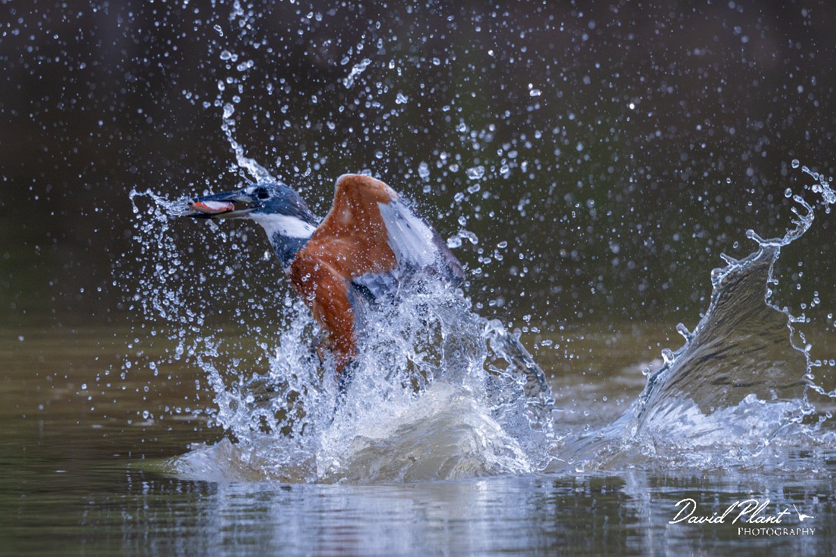 DPPhotography - Pantanal - Ringed kingfisher - AV.jpg - Ringed kingfisher - Rio Sararé, Pantanal, Brazil