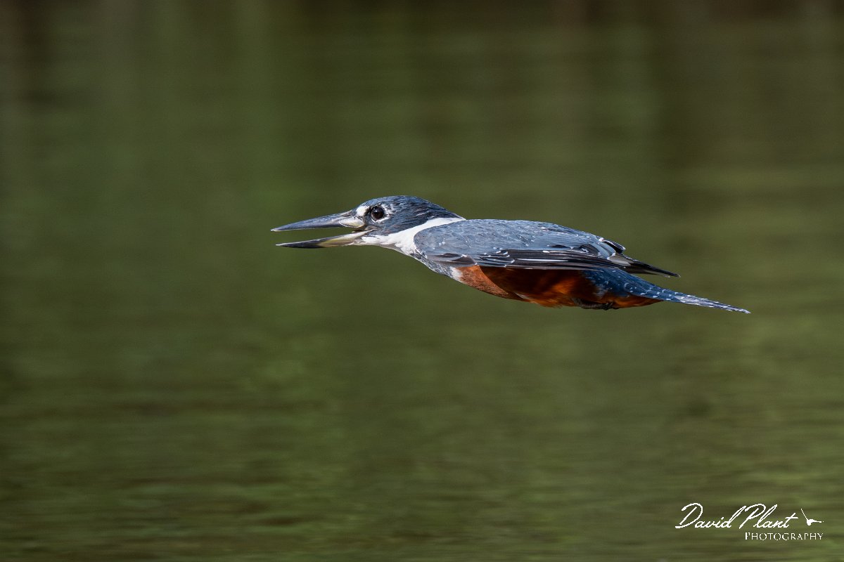 DPPhotography - Pantanal - Ringed kingfisher - AW.jpg - Ringed kingfisher - Rio Sararé, Pantanal, Brazil