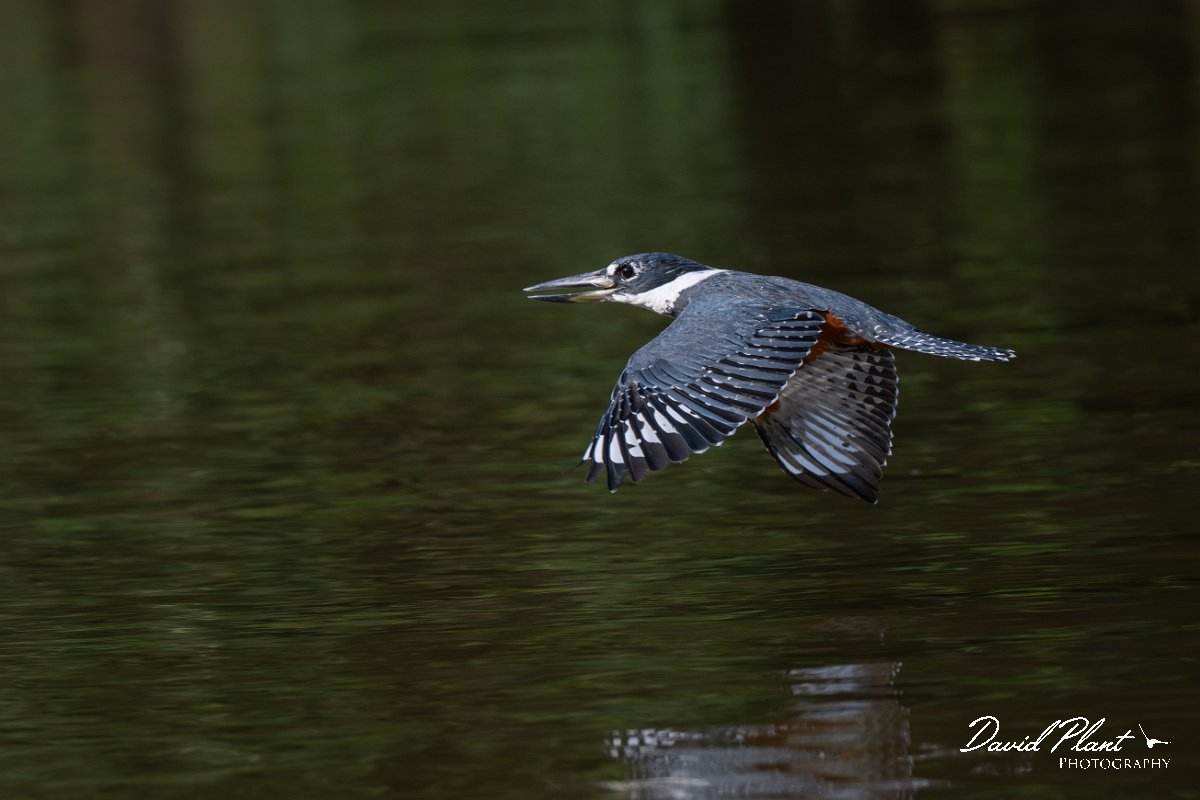 DPPhotography - Pantanal - Ringed kingfisher - AX.jpg - Ringed kingfisher - Rio Sararé, Pantanal, Brazil