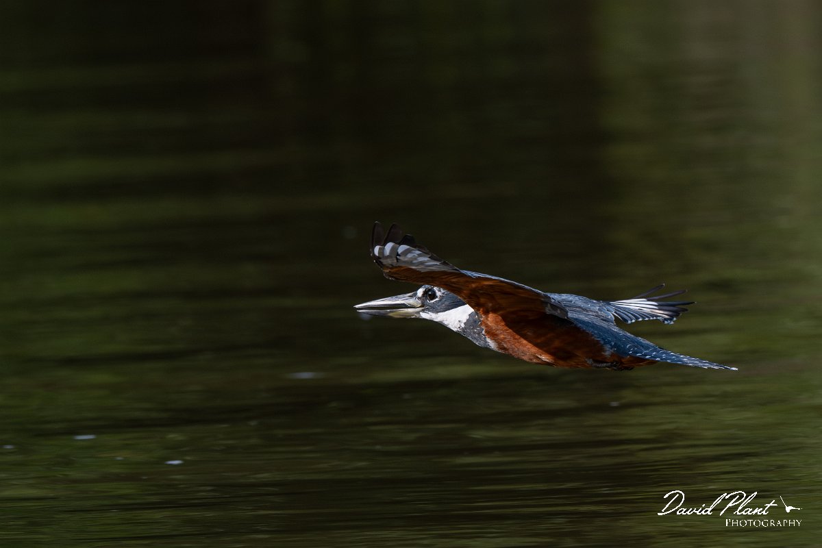 DPPhotography - Pantanal - Ringed kingfisher - AY.jpg - Ringed kingfisher - Rio Sararé, Pantanal, Brazil