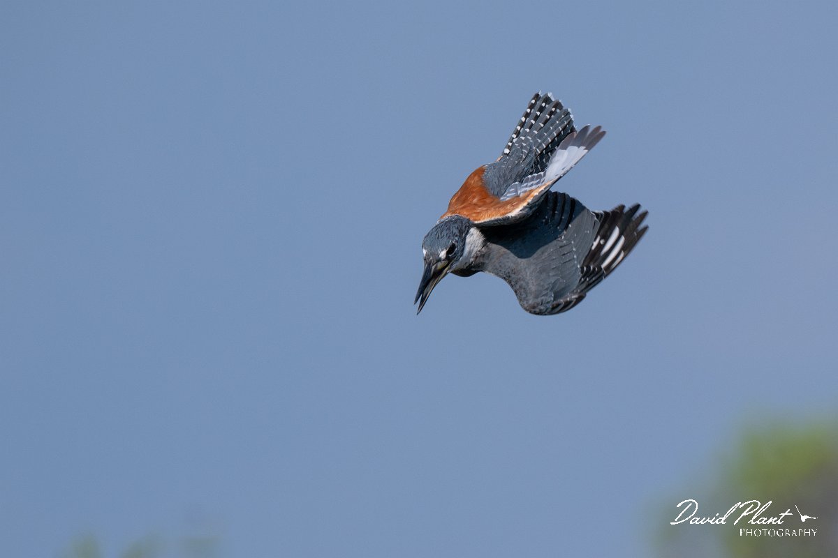 DPPhotography - Pantanal - Ringed kingfisher - AZ.jpg - Ringed kingfisher - Rio Sararé, Pantanal, Brazil