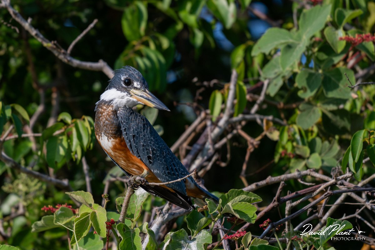 DPPhotography - Pantanal - Ringed kingfisher - B.jpg - Ringed kingfisher - Rio São Lourenço, Pantanal, Brazil