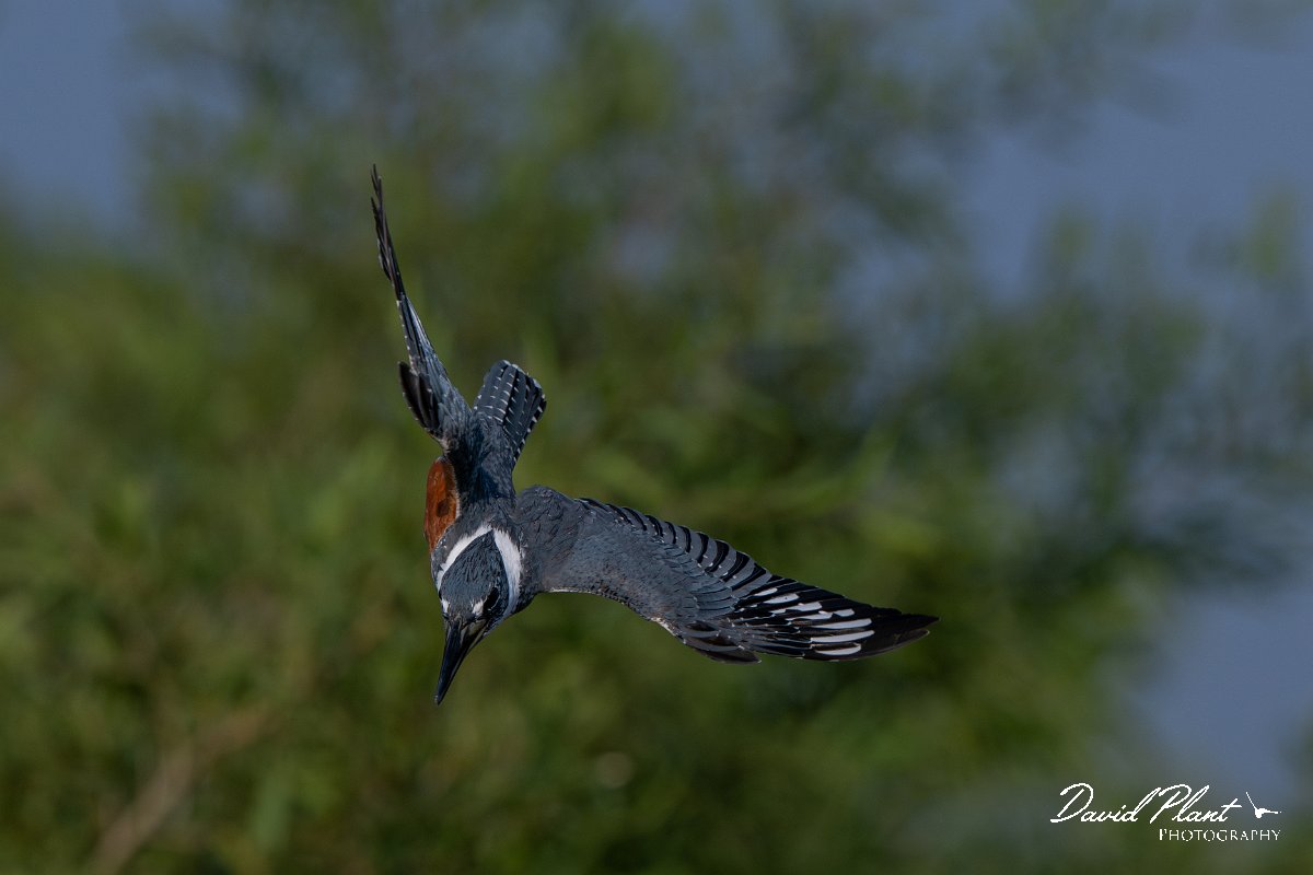 DPPhotography - Pantanal - Ringed kingfisher - BA.jpg - Ringed kingfisher - Rio Sararé, Pantanal, Brazil
