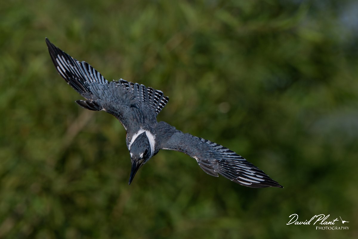 DPPhotography - Pantanal - Ringed kingfisher - BB.jpg - Ringed kingfisher - Rio Sararé, Pantanal, Brazil
