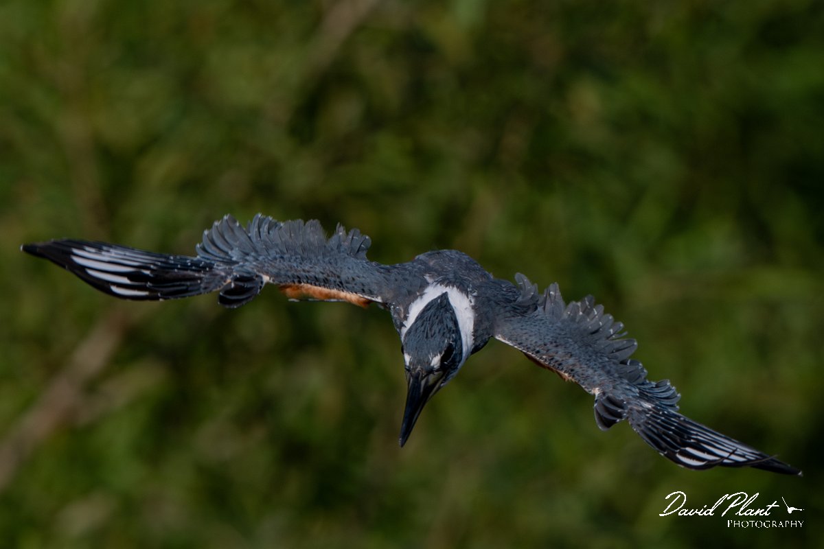 DPPhotography - Pantanal - Ringed kingfisher - BC.jpg - Ringed kingfisher - Rio Sararé, Pantanal, Brazil