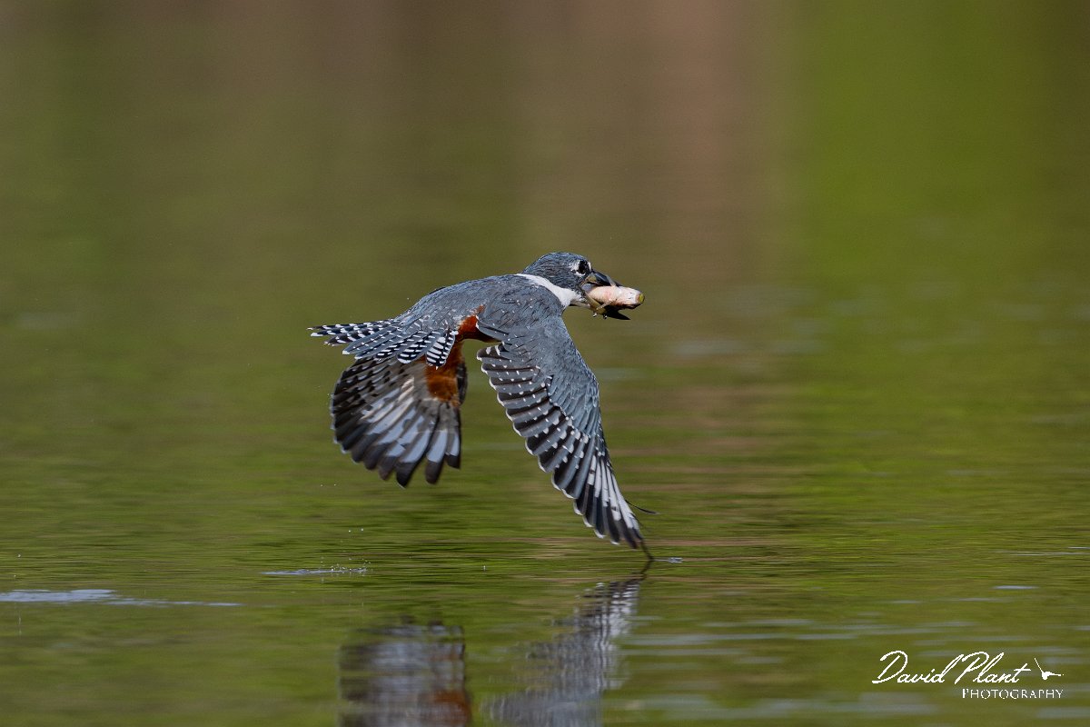 DPPhotography - Pantanal - Ringed kingfisher - BE.jpg - Ringed kingfisher - Rio Sararé, Pantanal, Brazil