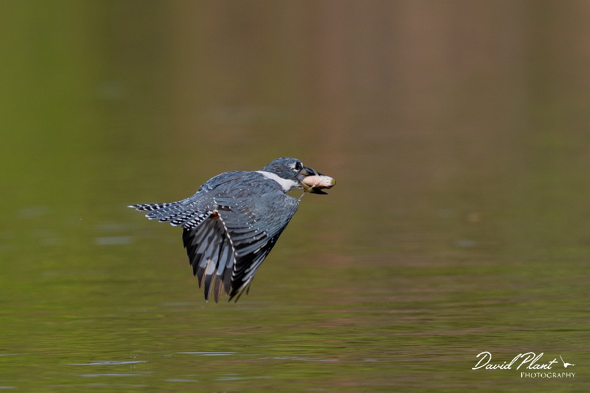 DPPhotography - Pantanal - Ringed kingfisher - BF.jpg - Ringed kingfisher - Rio Sararé, Pantanal, Brazil