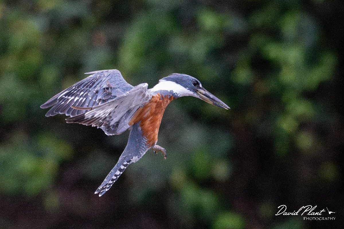 DPPhotography - Pantanal - Ringed kingfisher - BH.jpg - Ringed kingfisher - Rio Sararé, Pantanal, Brazil