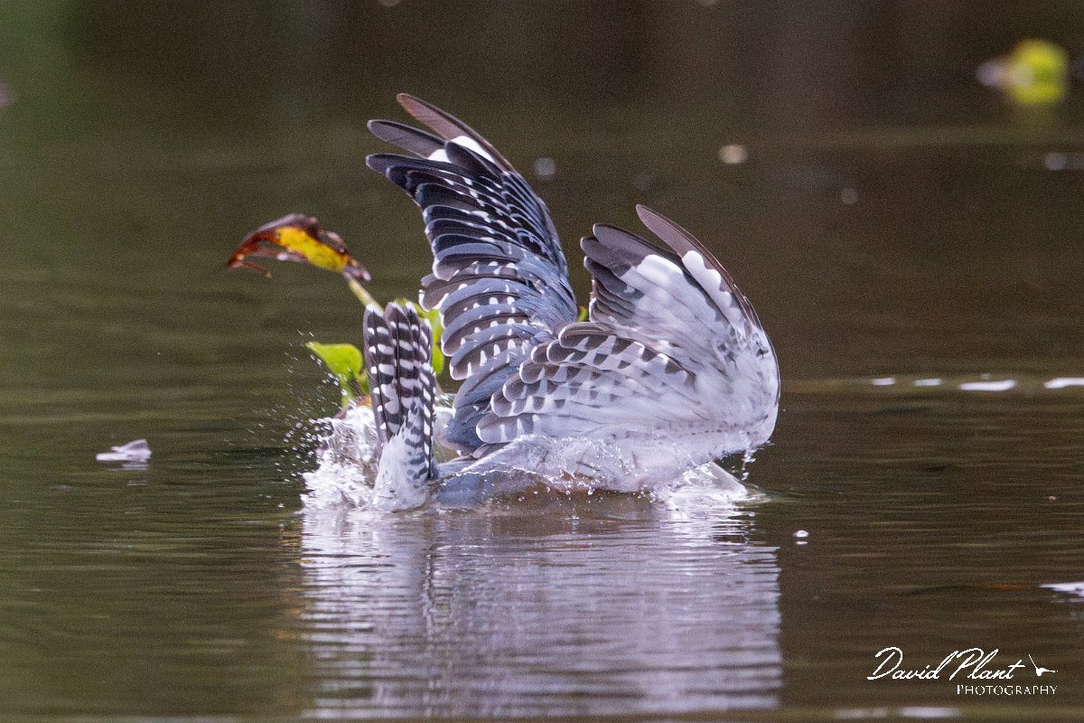 DPPhotography - Pantanal - Ringed kingfisher - BJ.jpg - Ringed kingfisher - Rio Sararé, Pantanal, Brazil