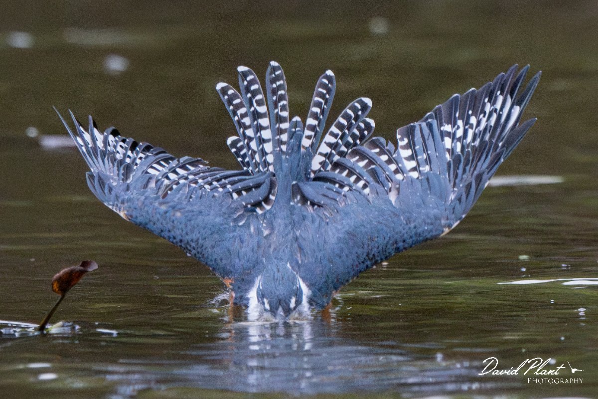 DPPhotography - Pantanal - Ringed kingfisher - BK.jpg - Ringed kingfisher - Rio Sararé, Pantanal, Brazil
