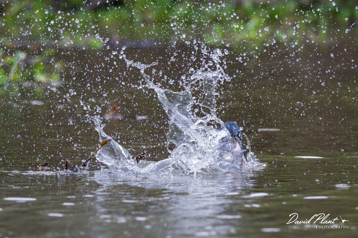 DPPhotography - Pantanal - Ringed kingfisher - BL.jpg - Ringed kingfisher - Rio Sararé, Pantanal, Brazil