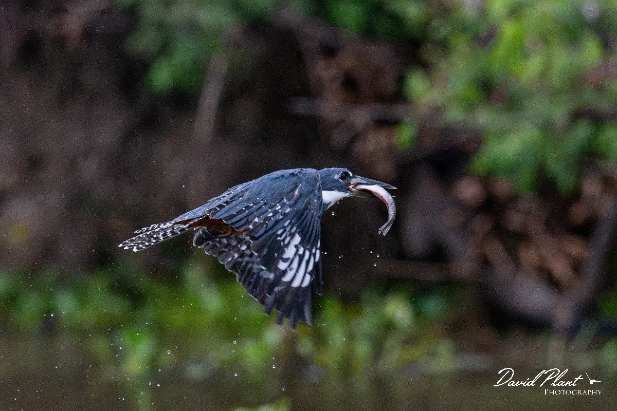 DPPhotography - Pantanal - Ringed kingfisher - BM.jpg - Ringed kingfisher - Rio Sararé, Pantanal, Brazil