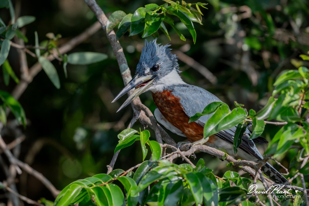 DPPhotography - Pantanal - Ringed kingfisher - C.jpg - Ringed kingfisher - Rio São Lourenço, Pantanal, Brazil