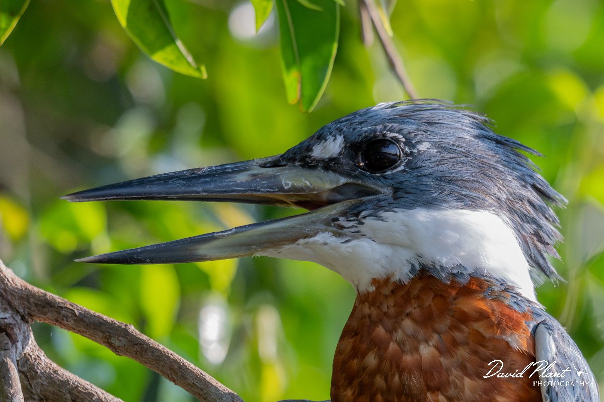 DPPhotography - Pantanal - Ringed kingfisher - D.jpg - Ringed kingfisher - Rio São Lourenço, Pantanal, Brazil