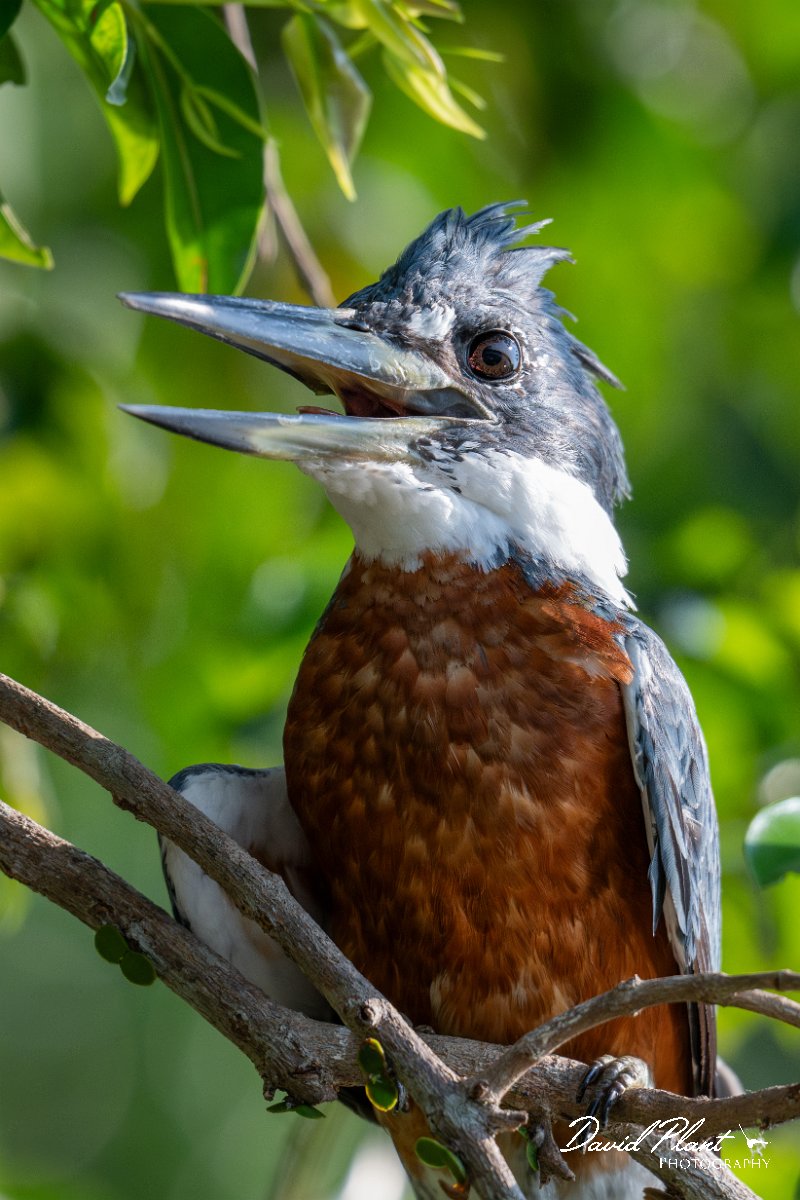 DPPhotography - Pantanal - Ringed kingfisher - E.jpg - Ringed kingfisher - Rio São Lourenço, Pantanal, Brazil