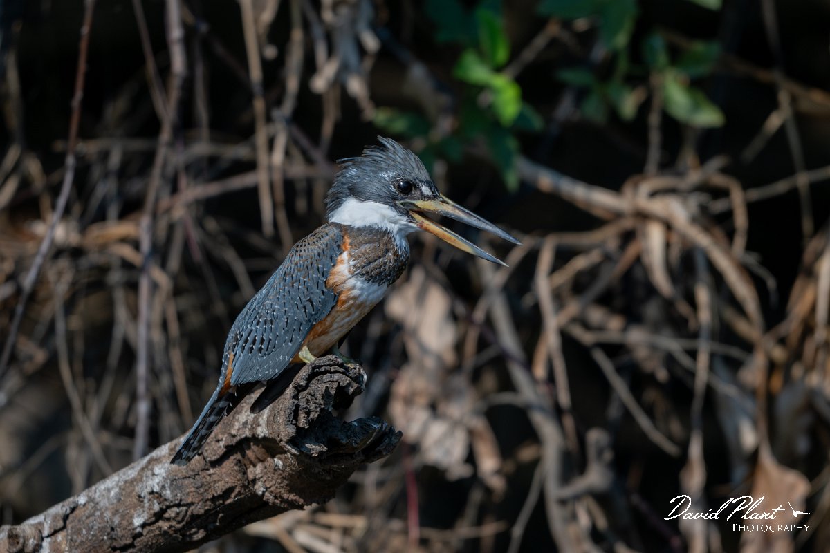 DPPhotography - Pantanal - Ringed kingfisher - F.jpg - Ringed kingfisher - Rio São Lourenço, Pantanal, Brazil