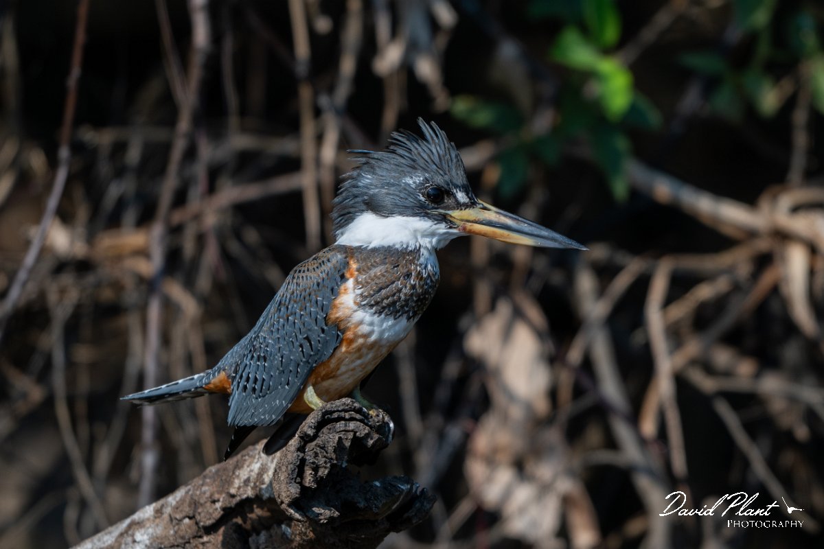 DPPhotography - Pantanal - Ringed kingfisher - G.jpg - Ringed kingfisher - Rio São Lourenço, Pantanal, Brazil