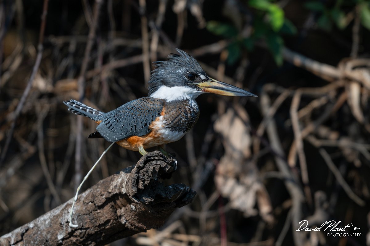 DPPhotography - Pantanal - Ringed kingfisher - H.jpg - Ringed kingfisher - Rio São Lourenço, Pantanal, Brazil