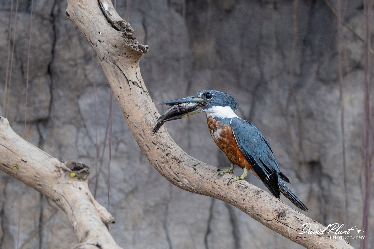DPPhotography - Pantanal - Ringed kingfisher - J.jpg - Ringed kingfisher - Rio São Lourenço, Pantanal, Brazil