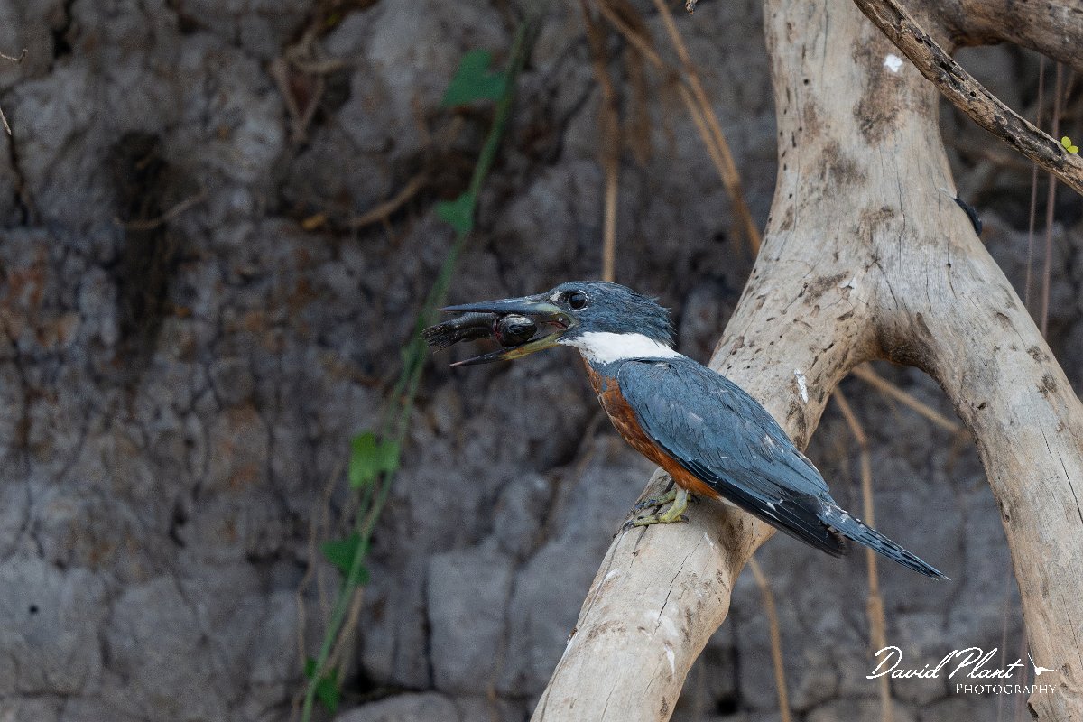 DPPhotography - Pantanal - Ringed kingfisher - K.jpg - Ringed kingfisher - Rio São Lourenço, Pantanal, Brazil