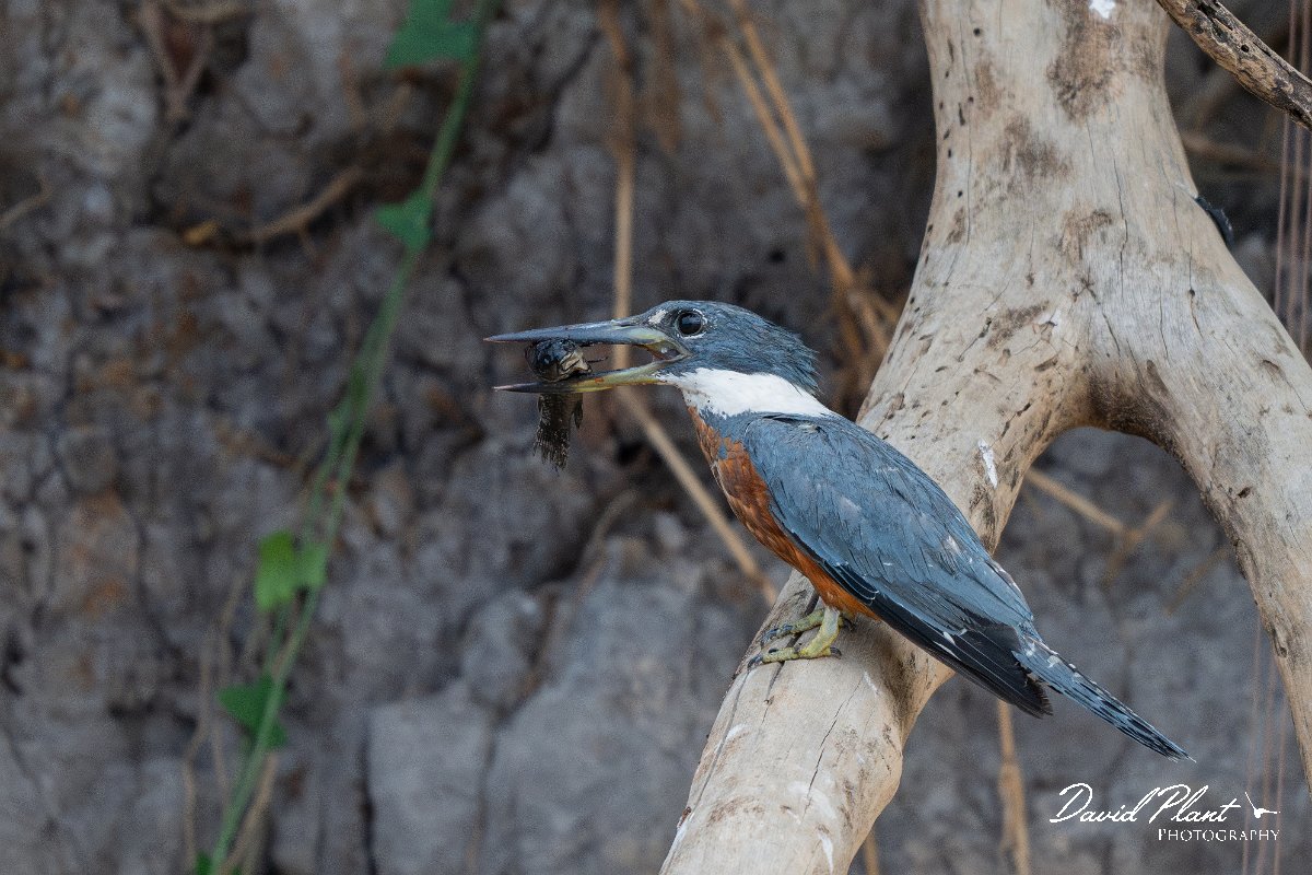 DPPhotography - Pantanal - Ringed kingfisher - L.jpg - Ringed kingfisher - Rio São Lourenço, Pantanal, Brazil