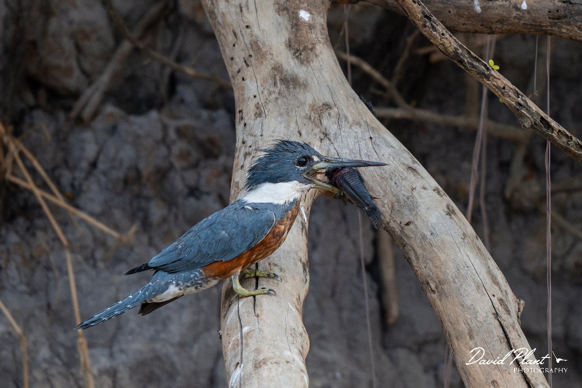 DPPhotography - Pantanal - Ringed kingfisher - M.jpg - Ringed kingfisher - Rio São Lourenço, Pantanal, Brazil
