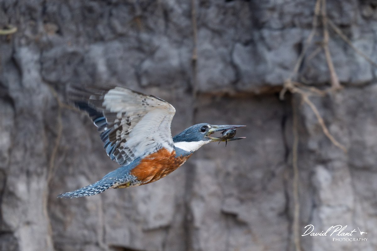 DPPhotography - Pantanal - Ringed kingfisher - O.jpg - Ringed kingfisher - Rio São Lourenço, Pantanal, Brazil