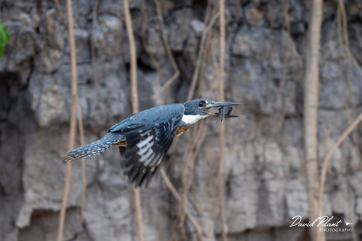 DPPhotography - Pantanal - Ringed kingfisher - P.jpg - Ringed kingfisher - Rio São Lourenço, Pantanal, Brazil