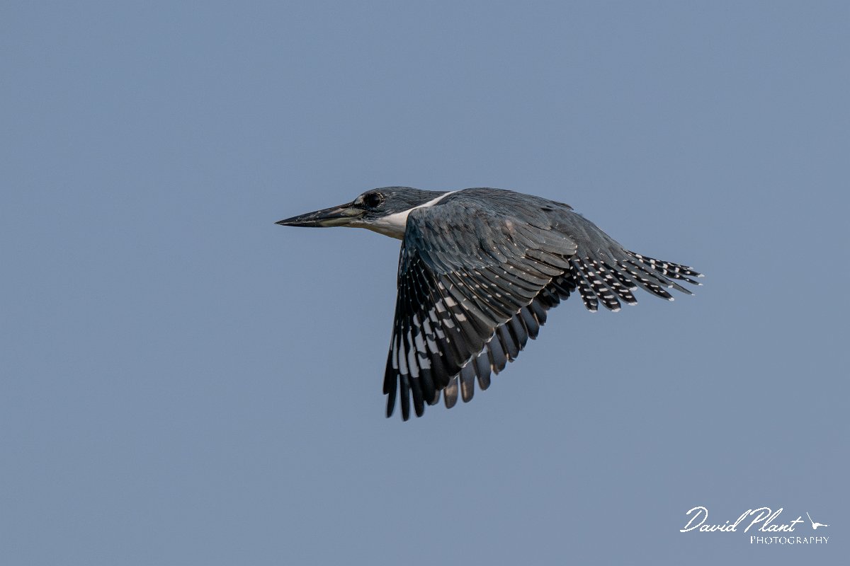 DPPhotography - Pantanal - Ringed kingfisher - R.jpg - Ringed kingfisher - Rio Sararé, Pantanal, Brazil