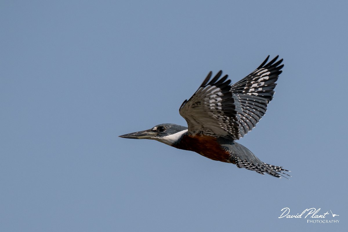 DPPhotography - Pantanal - Ringed kingfisher - S.jpg - Ringed kingfisher - Rio Sararé, Pantanal, Brazil