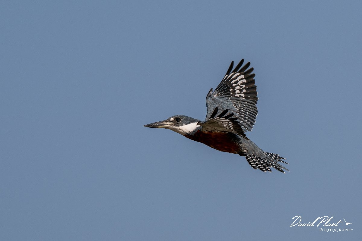 DPPhotography - Pantanal - Ringed kingfisher - T.jpg - Ringed kingfisher - Rio Sararé, Pantanal, Brazil