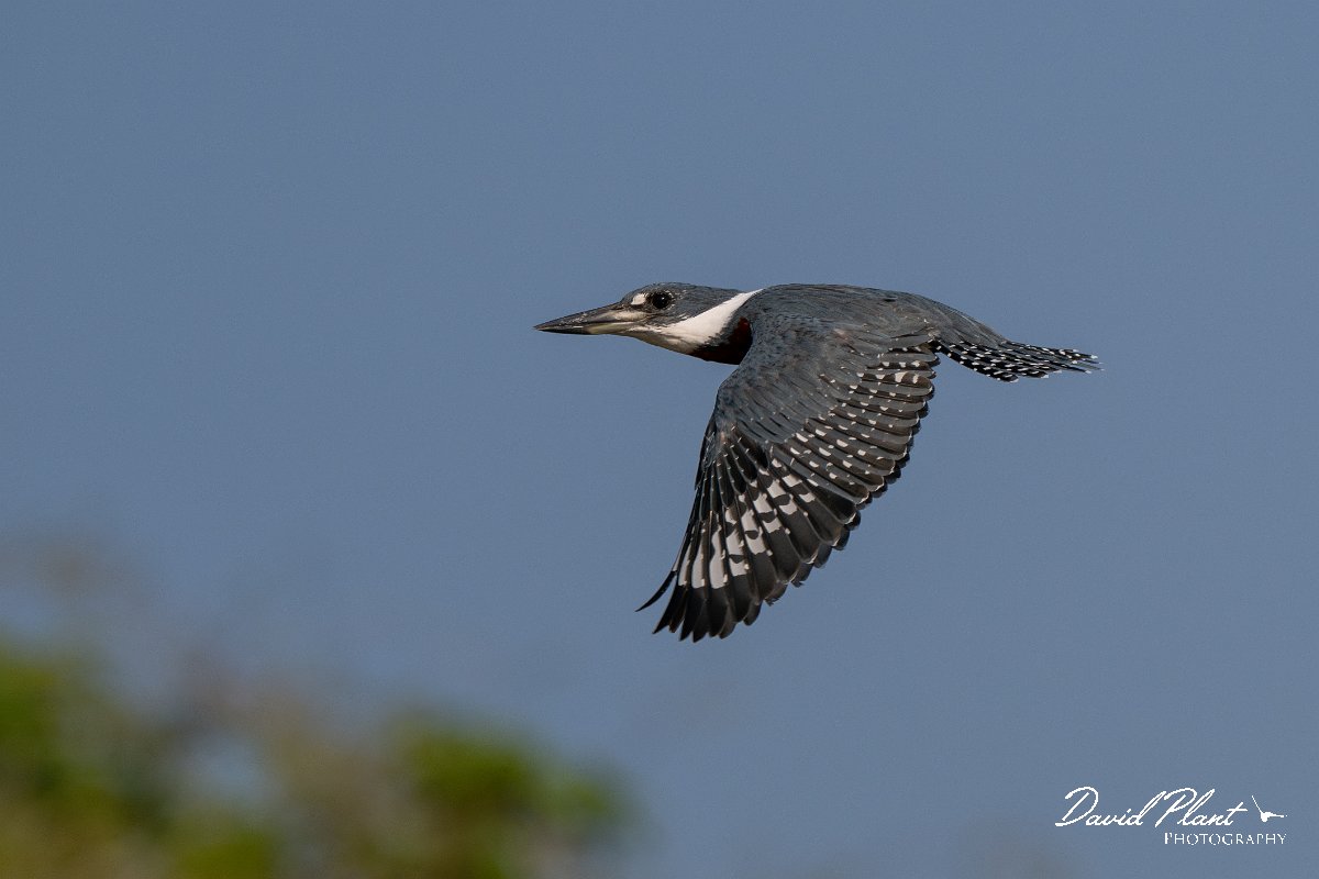 DPPhotography - Pantanal - Ringed kingfisher - V.jpg - Ringed kingfisher - Rio Sararé, Pantanal, Brazil