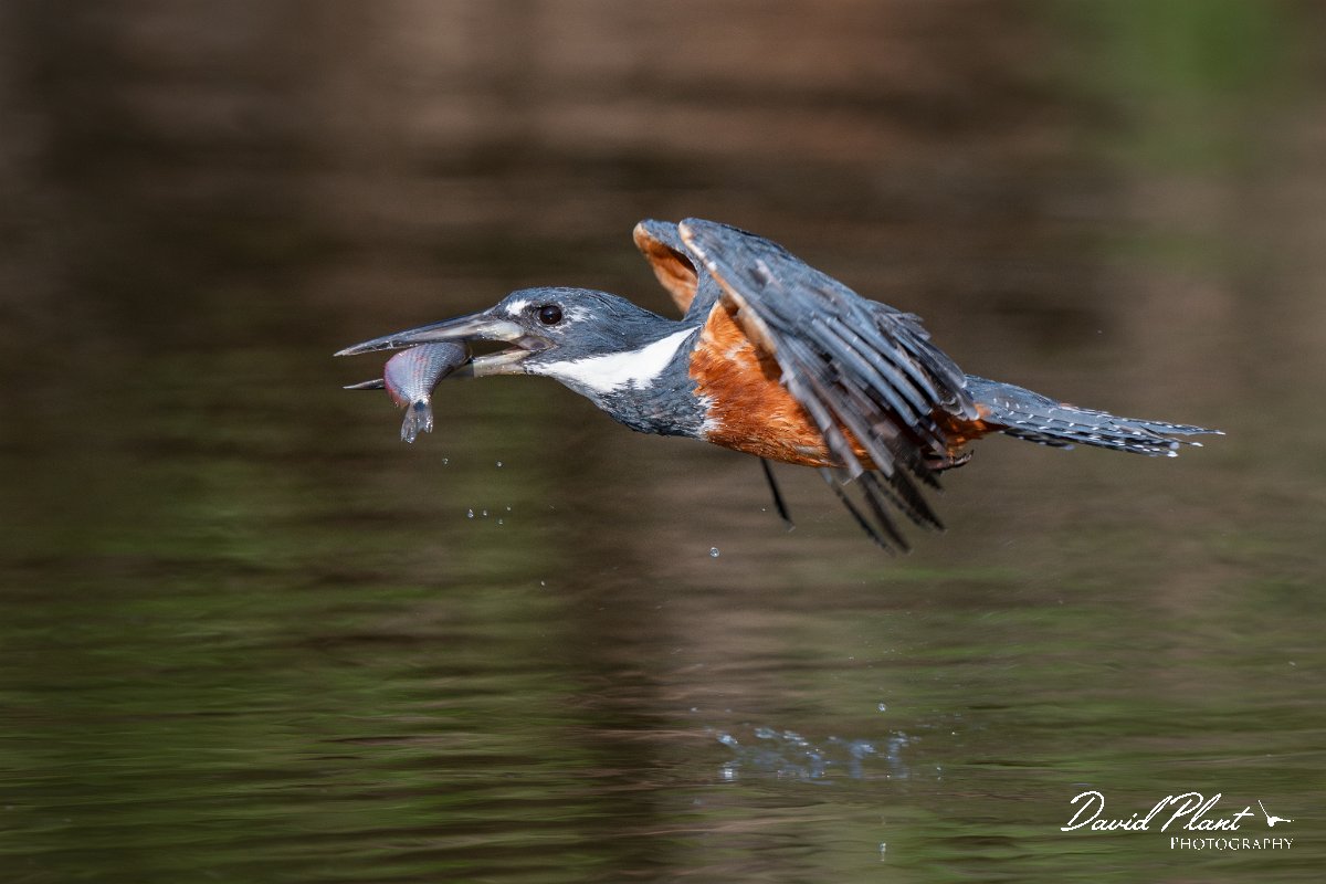 DPPhotography - Pantanal - Ringed kingfisher - X.jpg - Ringed kingfisher - Rio Sararé, Pantanal, Brazil