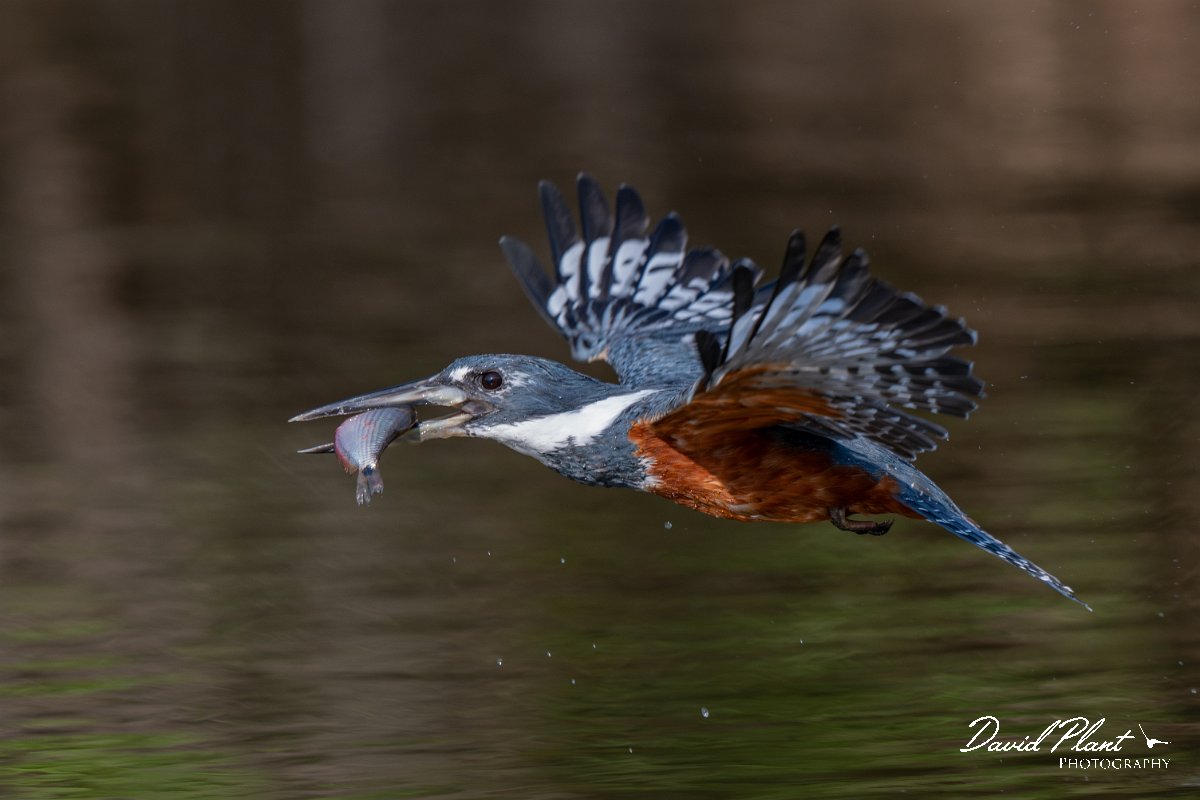 DPPhotography - Pantanal - Ringed kingfisher - Y.jpg - Ringed kingfisher - Rio Sararé, Pantanal, Brazil