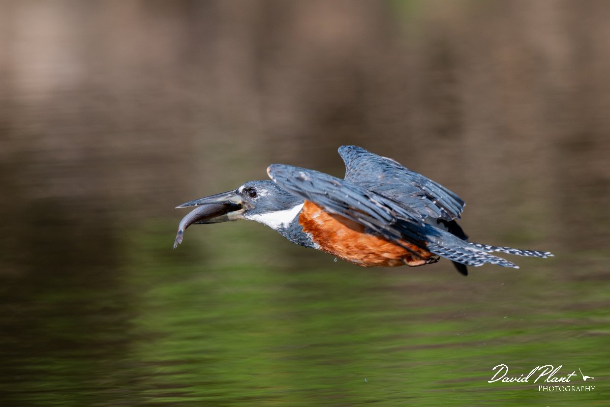 DPPhotography - Pantanal - Ringed kingfisher - Z.jpg - Ringed kingfisher - Rio Sararé, Pantanal, Brazil