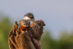 DPPhotography - Pantanal - Ringed kingfisher - A