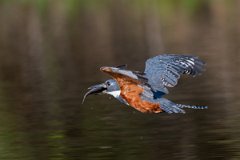 DPPhotography - Pantanal - Ringed kingfisher - AA