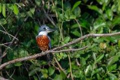 DPPhotography - Pantanal - Ringed kingfisher - AC