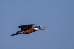DPPhotography - Pantanal - Ringed kingfisher - AE