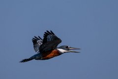 DPPhotography - Pantanal - Ringed kingfisher - AF