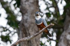 DPPhotography - Pantanal - Ringed kingfisher - AG