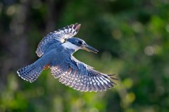 DPPhotography - Pantanal - Ringed kingfisher - AH