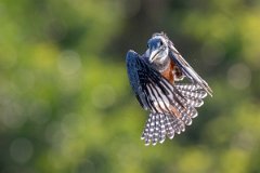 DPPhotography - Pantanal - Ringed kingfisher - AI