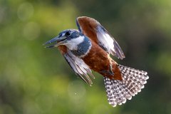 DPPhotography - Pantanal - Ringed kingfisher - AJ